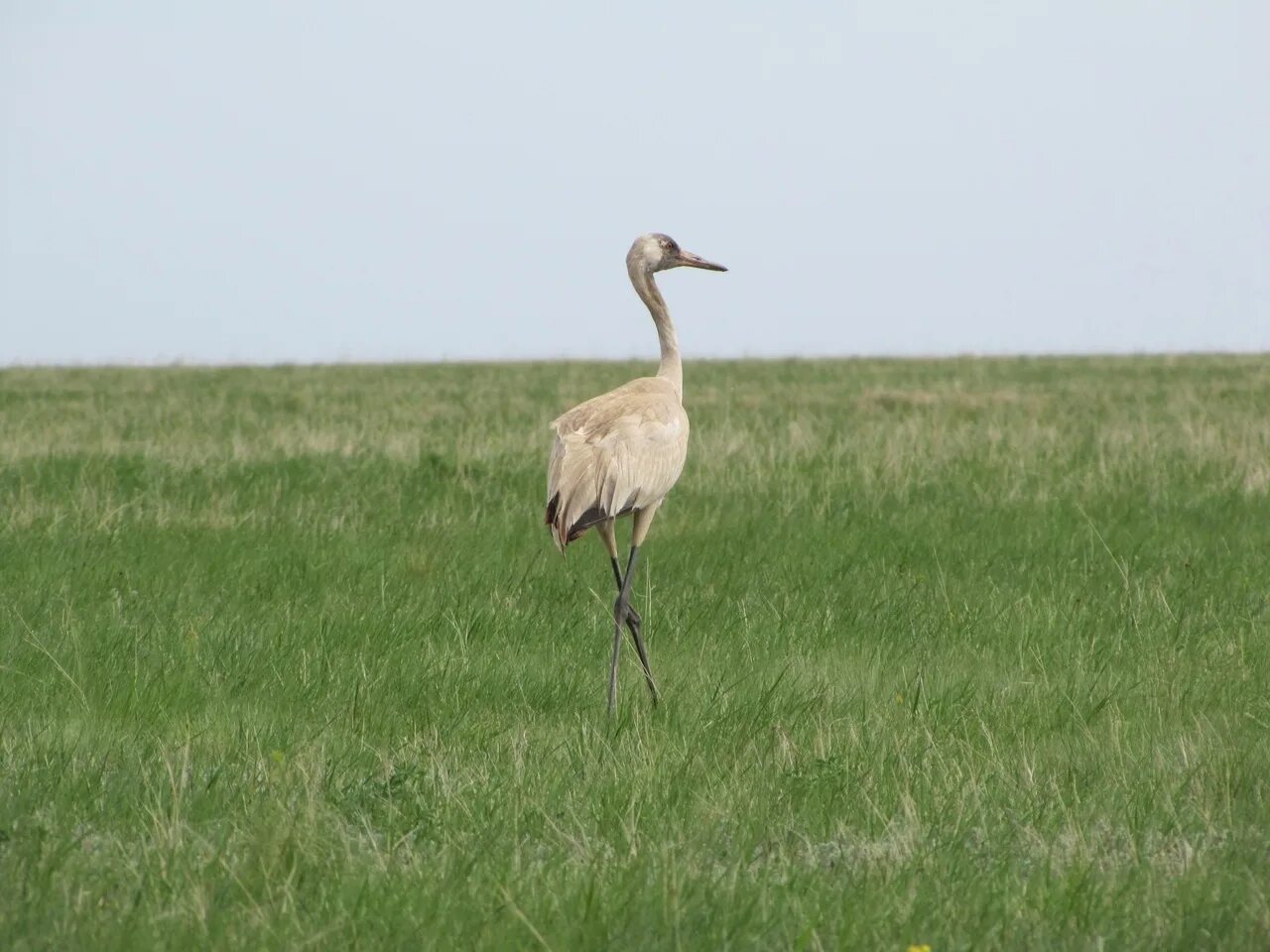 Журавль красавка птица. Тилгэн птица. Журавль на татарском. Торна википедия. Слива колючая терн.