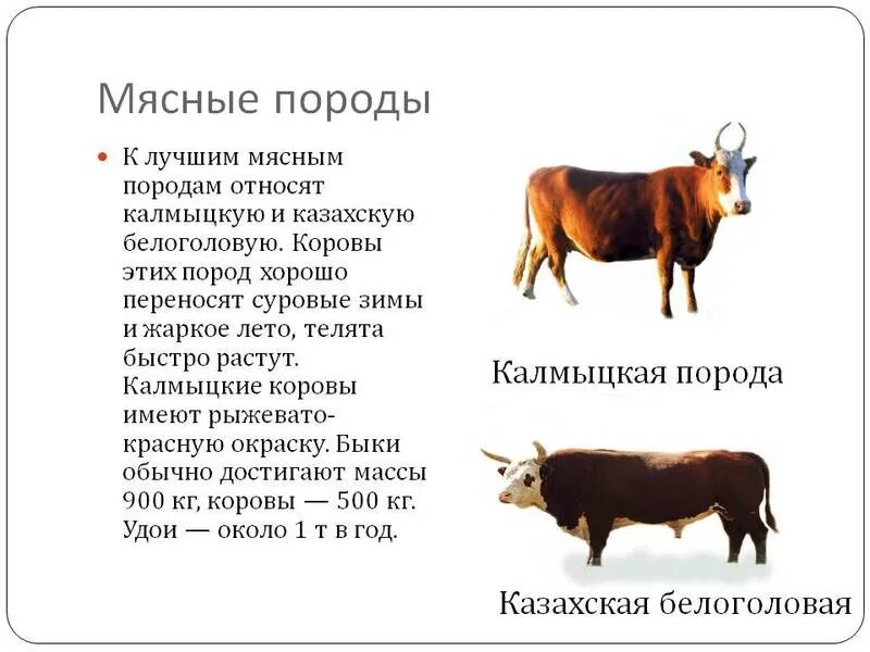 Какая характеристика относится к животным. Казахская белоголовая порода крупного рогатого скота. калмыцкая порода крс характеристика породы коров. породы мясного направления продуктивности скота. породы мясной продуктивности крс.