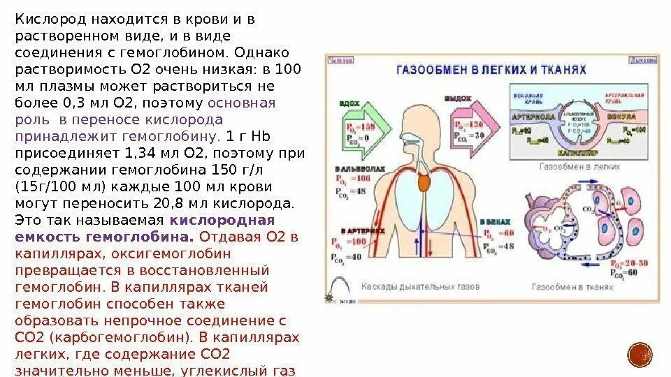 Как повысить кислород в крови. Схема насыщения крови кислородом. Этапы дыхания анатомия. Кислород в крови. Движение кислорода в организме.