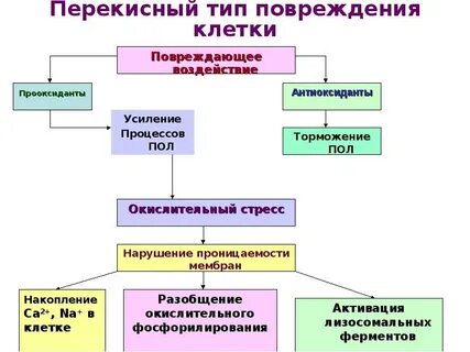 Механизмы повреждения мембран клеток