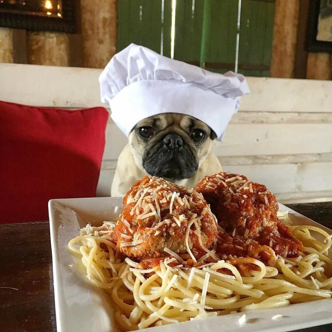 Собака спагетти. Собаки и спагетти. Собака спагетти. Макароны для собак. Собаки с макарониной.