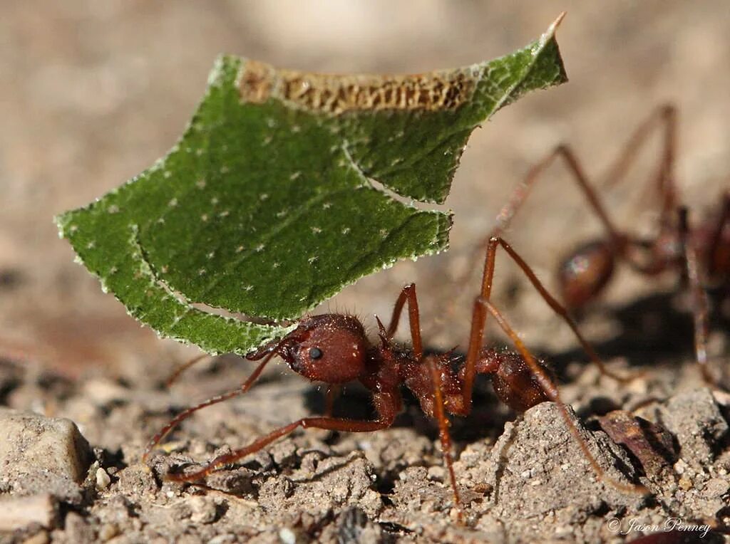 Название армейского муравья. Муравьи атта Муравейник. Муравей листорез матка. Муравейник муравьев листорезов. Муравьи листорезы выращивают грибы.