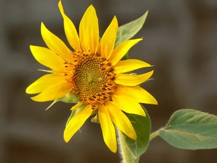 Helianthus annuus oil