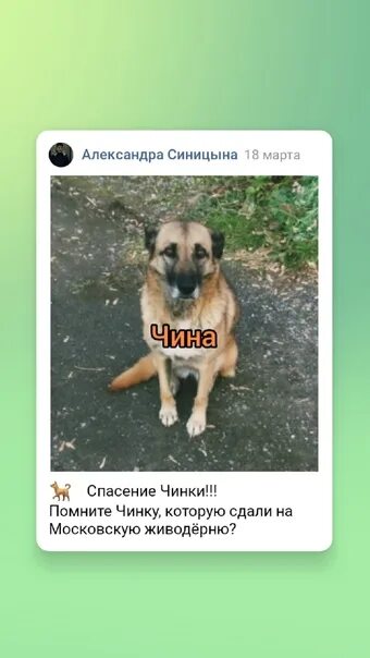 Как вытащить собачку