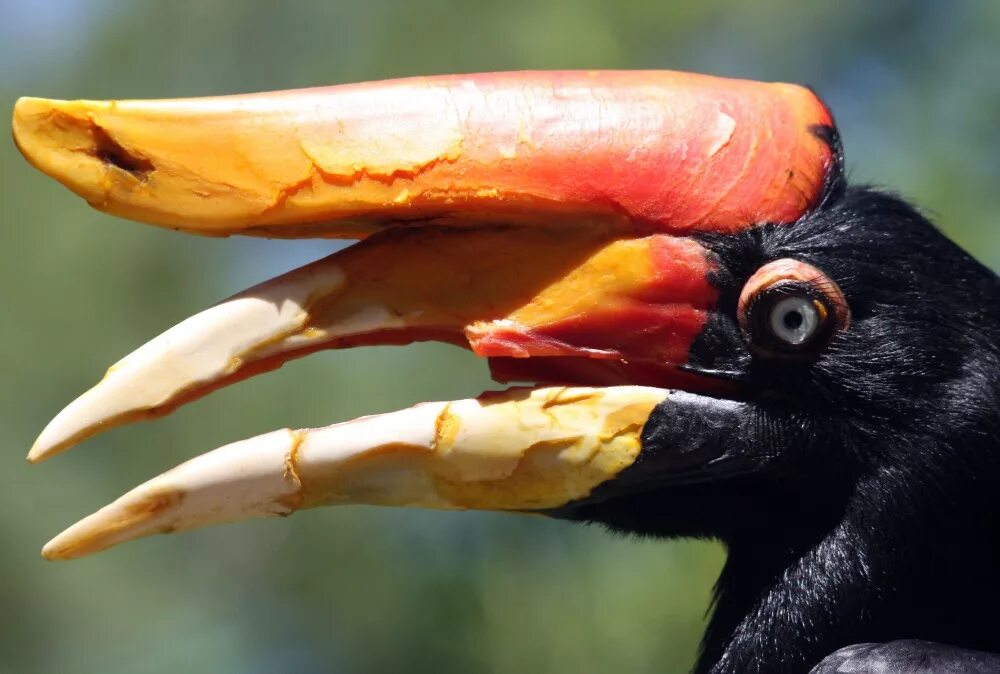 Птица носорог букв. Златошлемный калао. Двурогий калао. Животное с большим клювом. Хорнбилл птица-носорог.