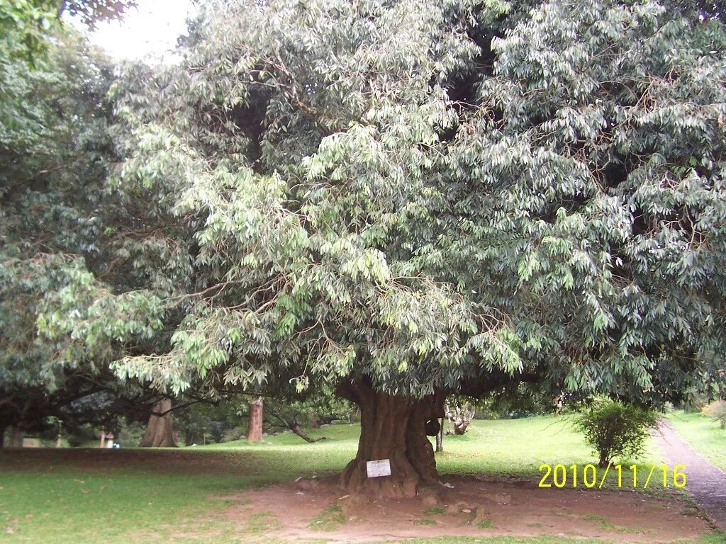 Железное дерево фото Datoteka:Phytolacca dioica in Pazo de Santa Cruz de  Wikipedija