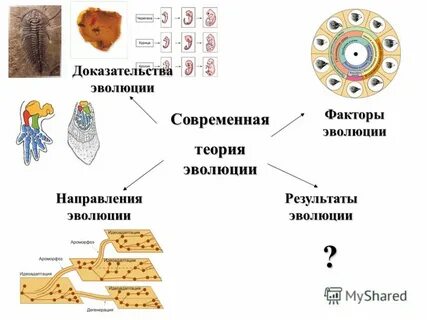 Современные доказательства эволюции