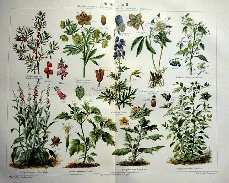 Poison plant. Ядовитые растения коллаж. Engraving Botanical background. Animation gif medicinal and poisonous Plants. Cow Poisoned by a Plant.