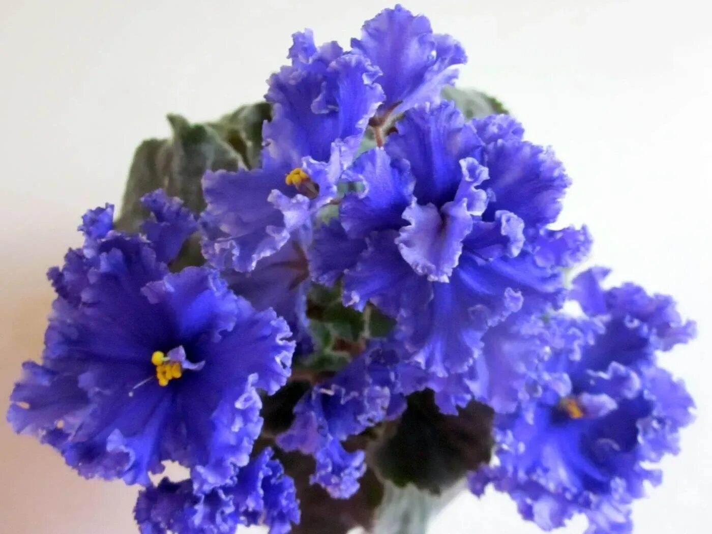 Фиалка наутилус химера. Фиалка босфор восточный. Сорт фиалки ек наутилус. Сорт фиалки наутилус. Сенполия ек наутилус.