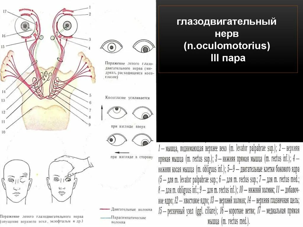Глазодвигательный нерв неврология схема. III пара-глазодвигательный нерв (n. oculomotorius). Глазодвигательный нерв - n. oculomotorius (III пара) схема. Ядра глазодвигательного нерва функции. Поражение 3 нерва