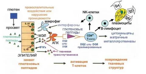 Иммуноглобулина целиакия