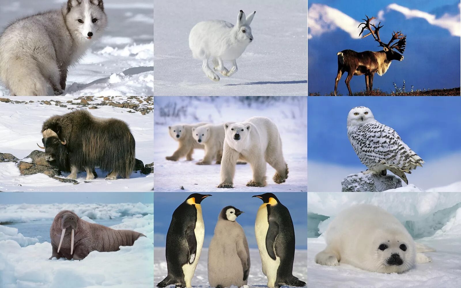 Северный ледовитый животный мир. Животные арктических и антарктических пустынь. Фауна арктических пустынь Евразии. Фауна арктических пустынь в России.