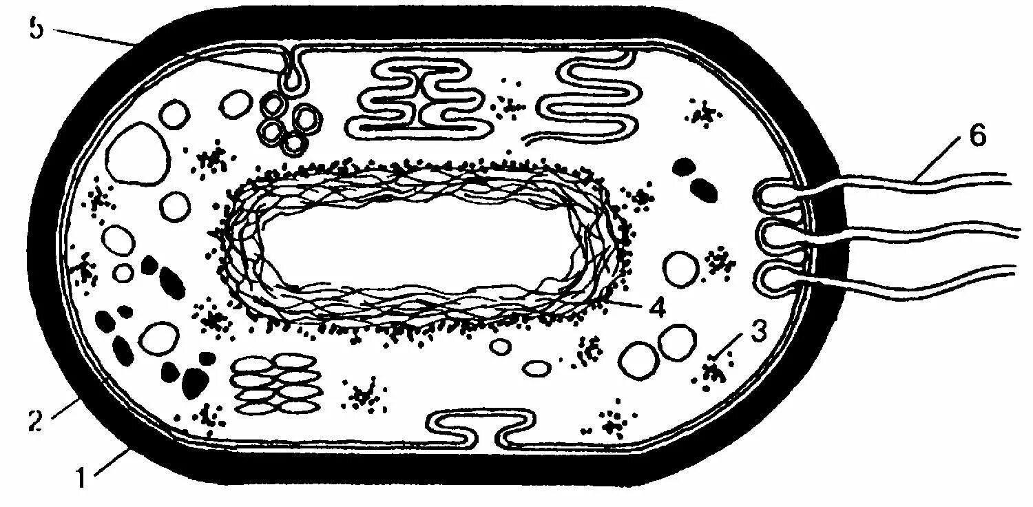 Строение клетки бактерии рисунок. Строение бактериальной клетки прокариот. Прокариотическая бактериальная клетка строение. Строение прокариотической бактериальной клетки. Строение клетки прокариот бактерии.