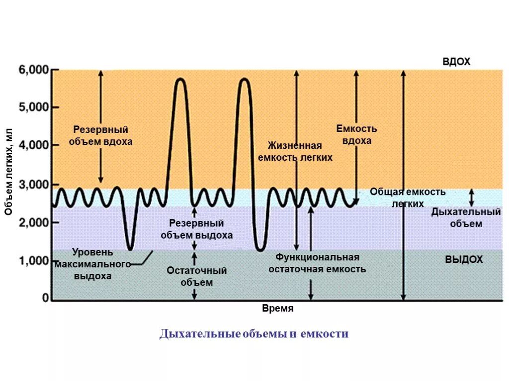 Дыхательные объемы и емкости легких. Легочные объемы и емкости физиология. Резервный объем вдоха и дыхательный объем. Дыхательные объемы и емкости физиология. Емкость вдоха это