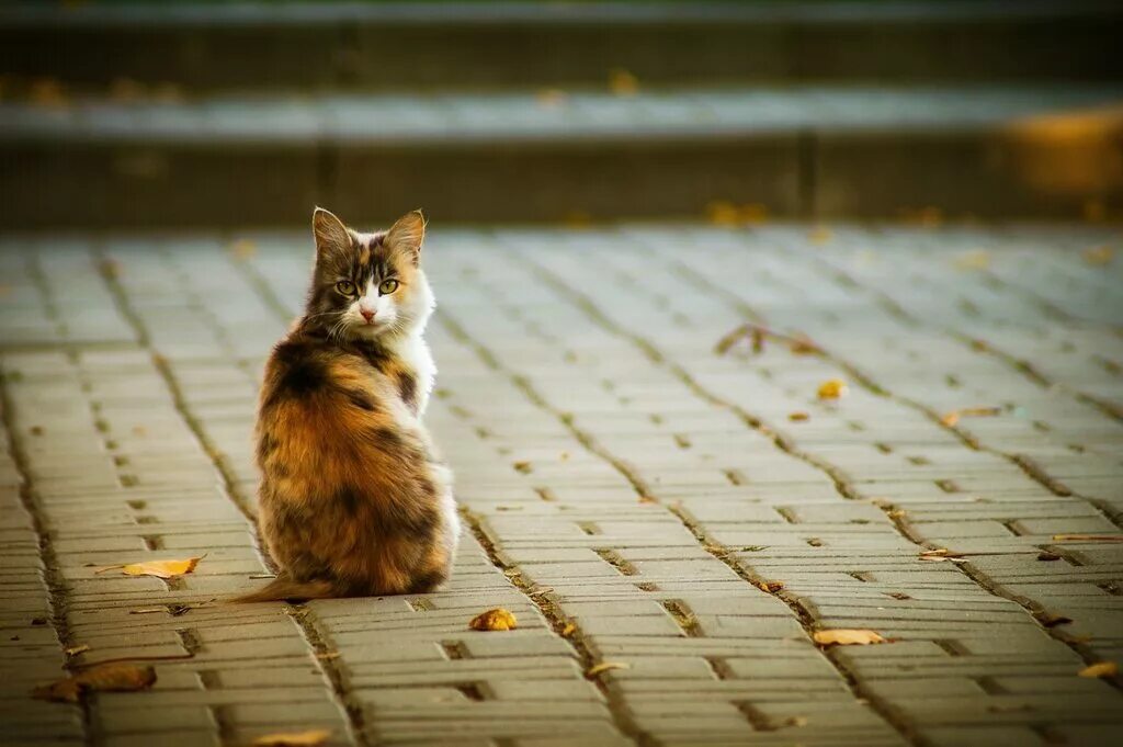 котик спиной. котик спиной. рыжий кот со спины. кот сидит спиной. рыжий кот со спины.