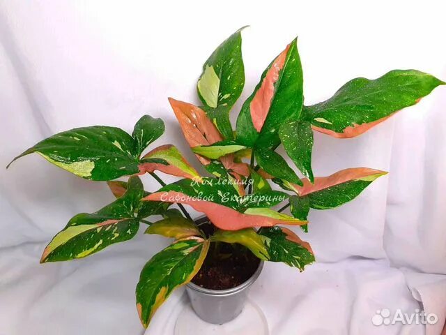 Авито курск растения. Лилейник фростид винтаж. Авито курск растения. Авито курск растения. Авито курск растения.