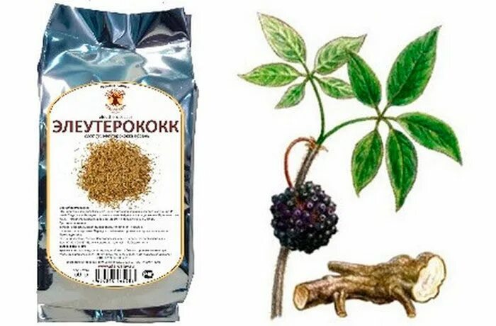 Элеутерококк колючий корень. Элеутерококк колючий сырье. элеутерококк колючий (с2). элеутерококка корневища и корни сырье. элеутерококк колючий корневища.