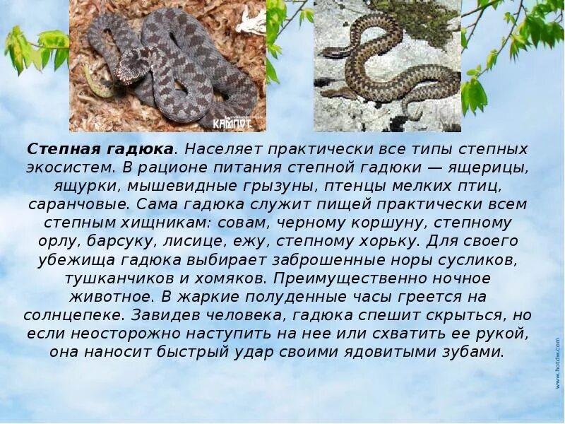 Степная гадюка сообщение 4 класс кратко. Гадюка рассказать. проект гадюка. степная гадюка фото и описание. факты о степной гадюке.