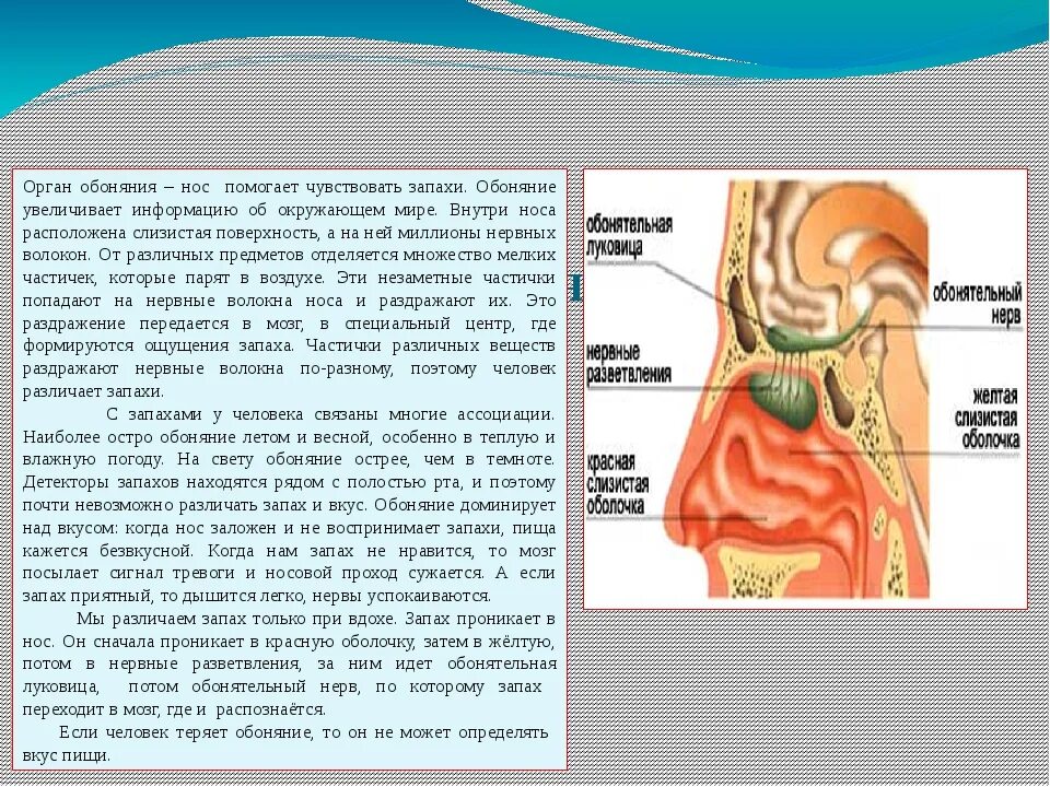 Обоняние запахи. Пропало обоняние. Чувствительное обоняние. Орган обоняния у человека заболевание.
