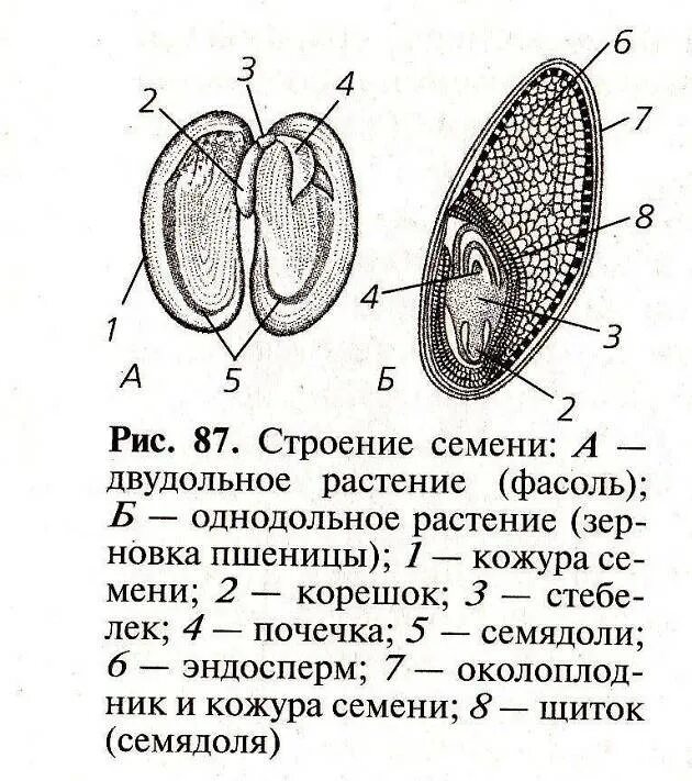 Как расположен эндосперм у разных