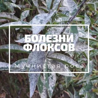 Чем обработать флоксы от вредителей