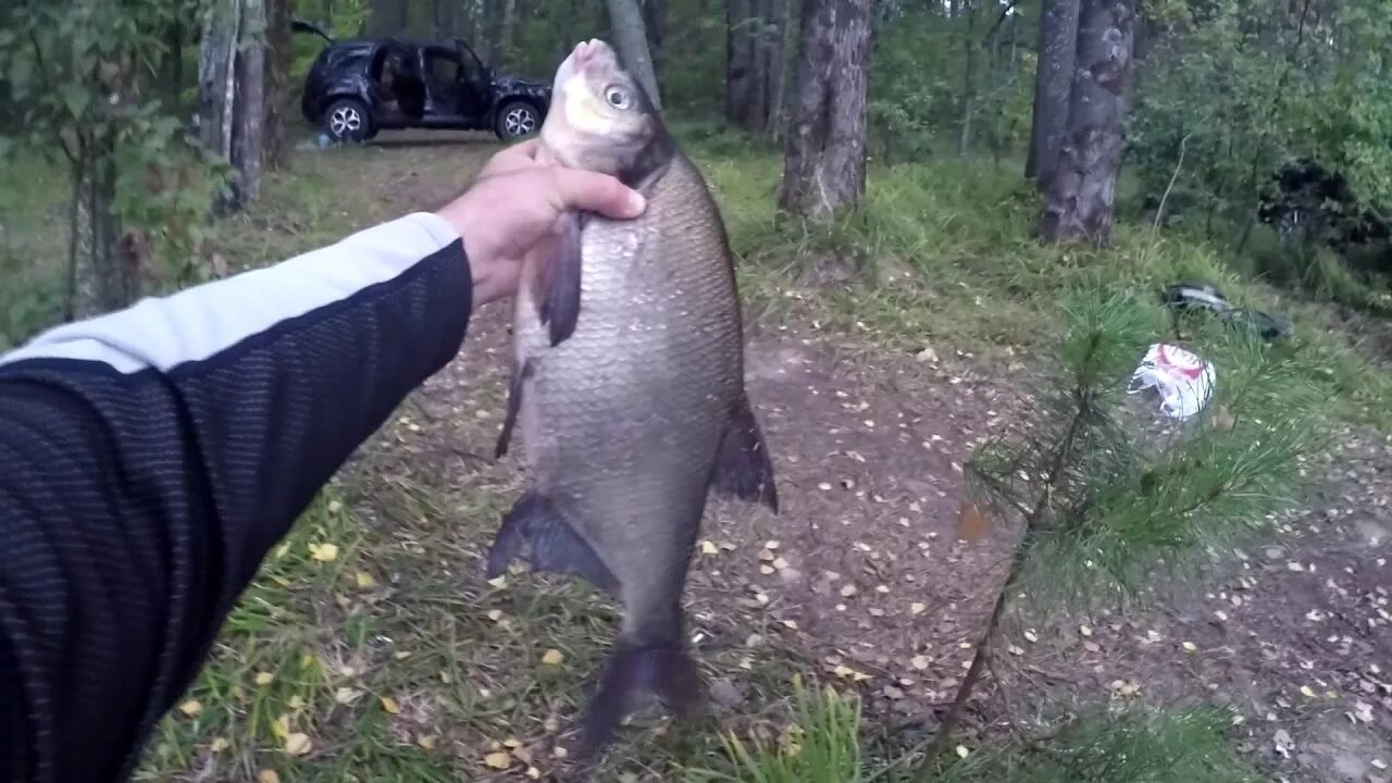 Водохранилище десногорск. Десногорское водохранилище. Десногорское водохранилище рыба. Рыба в десногорском водохранилище. Эко фиш десногорск.