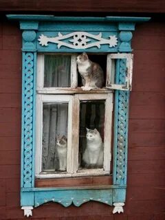 Кошки на окошке дома