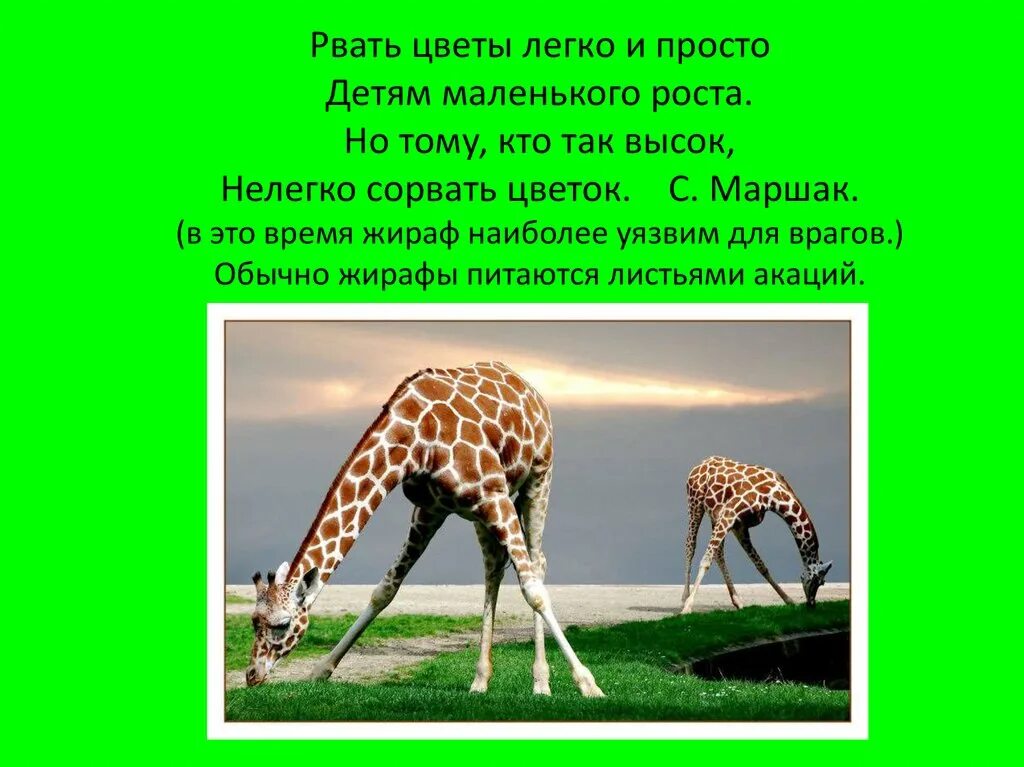 Где живет жираф на каком материке. Жираф для презентации. Презентация о жирафах. Доклад про жирафа. Презентация о жирафе.