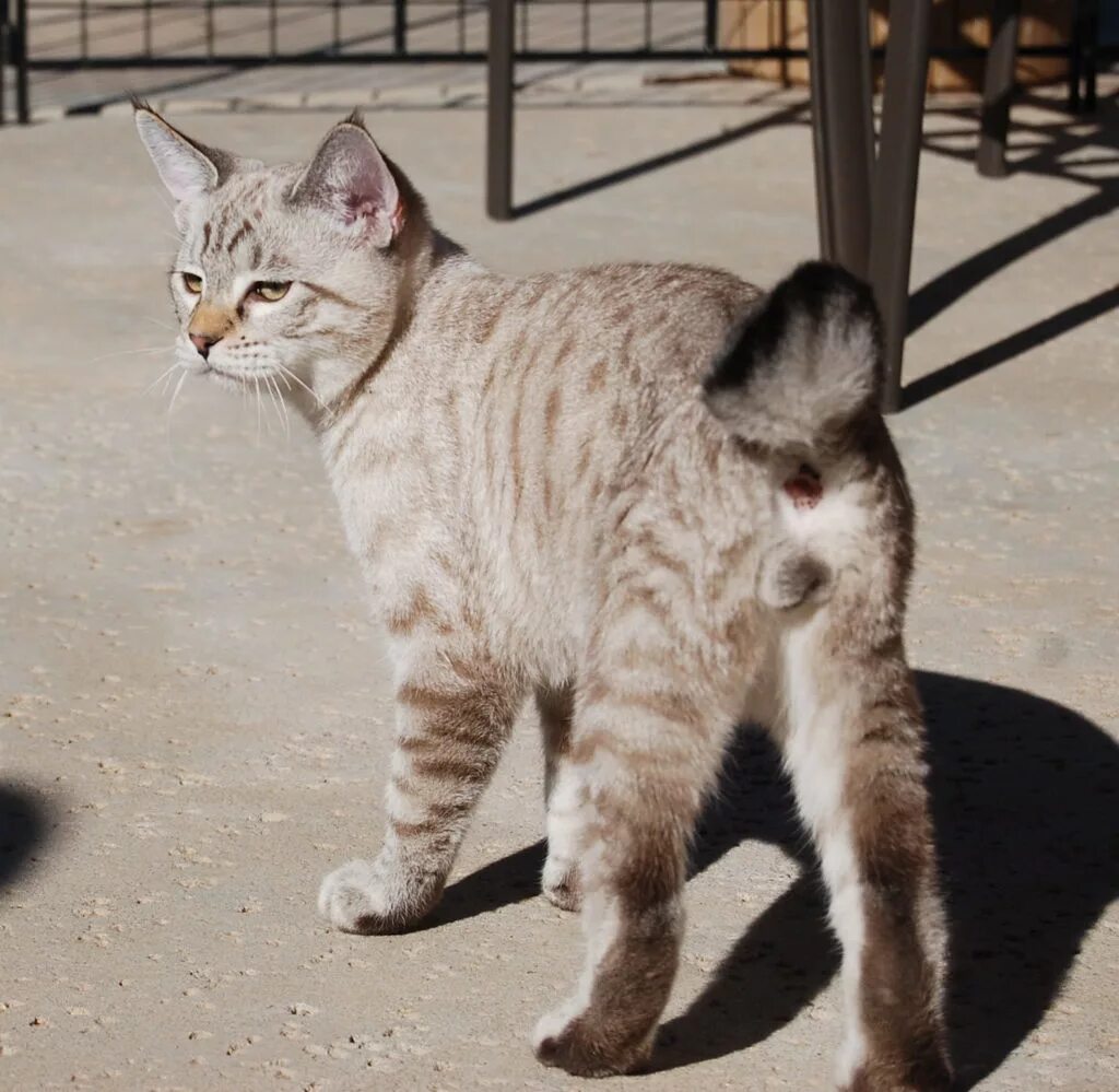 Bob tail