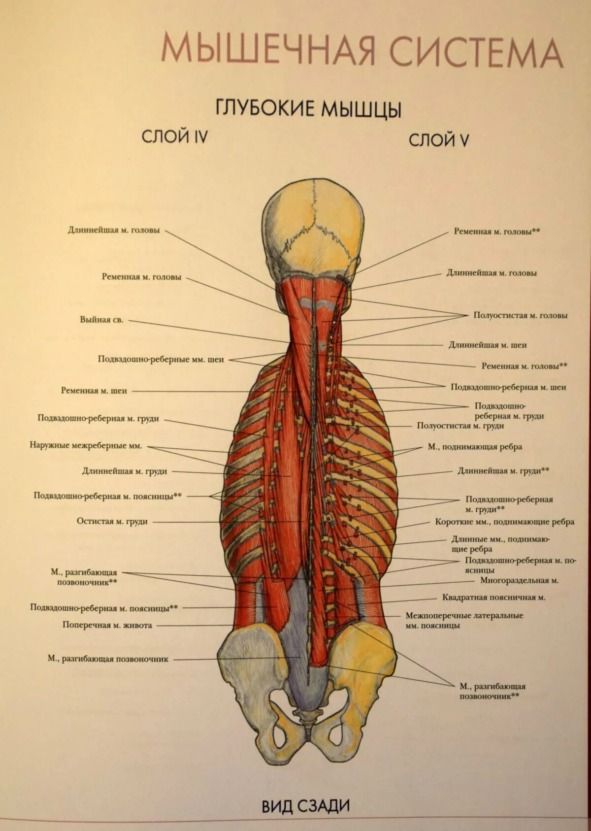 Органы в пояснице