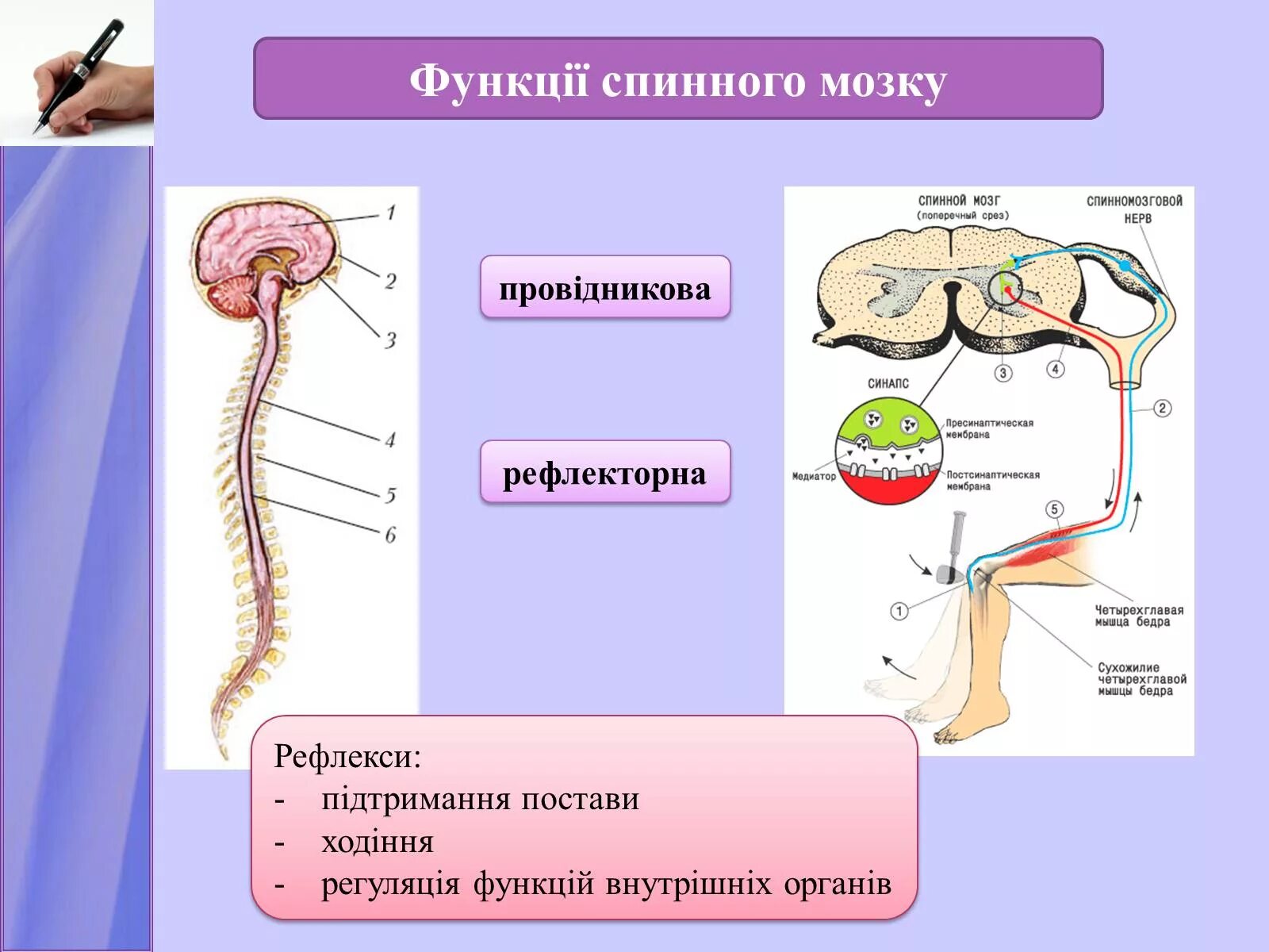 Функции спинномозгового мозга. Функция спинного мозга проводниковая функция. Рефлекторная и проводниковая функции спинного мозга. Спинной мозг. Функції спинного мозку.