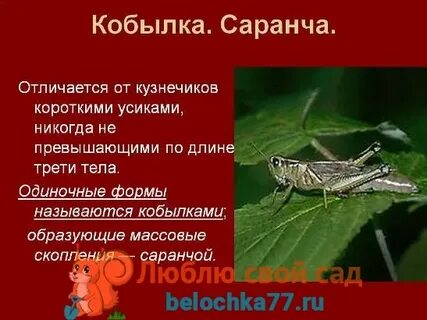 Зачем кобылка