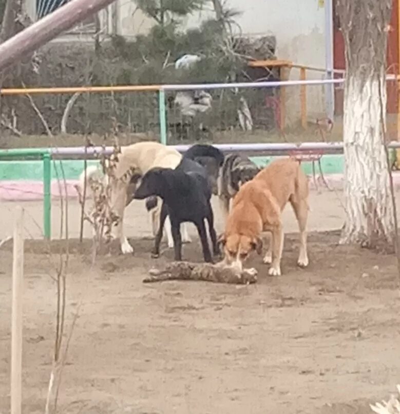 Нападение собаки на кота. Парень с питбулем на поводке. Стая собак. Собака загрызла кошку. Собака загрызла кошку.