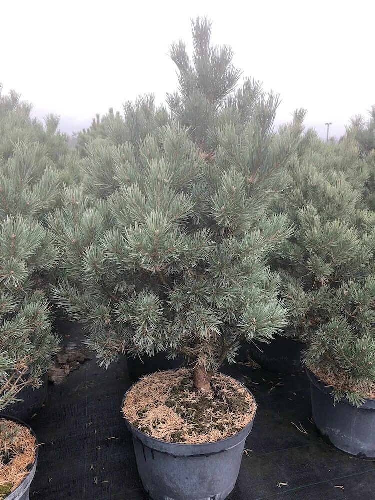 Pinus Sylvestris Watereri. Сосна Ватерери. Ель Ватерери. Сосна ватерери купить