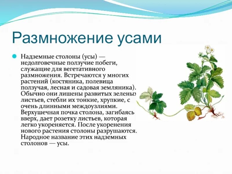 Ползучие побеги растения. Вегетативное размножение усами. размножение усами это вегетативное размножение. надземные ползучие побеги земляника. размножение усами (столонами).