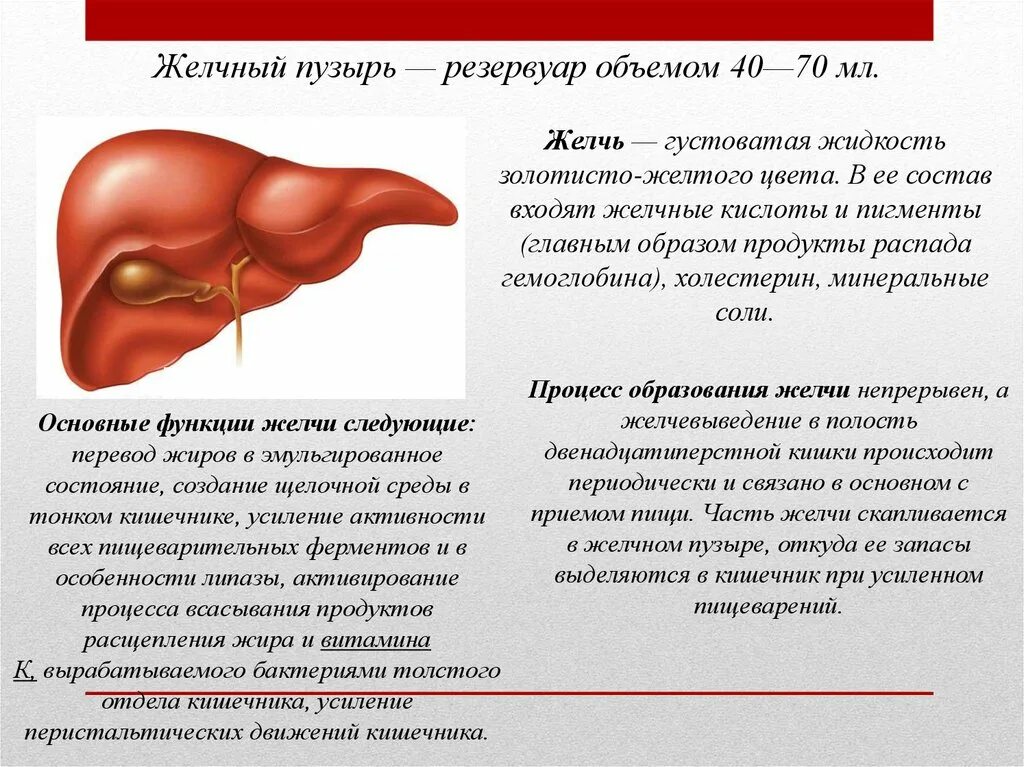 Накапливает желчь. Образование желчи. Состав желчи в желчном пузыре. Как образуется желчь.