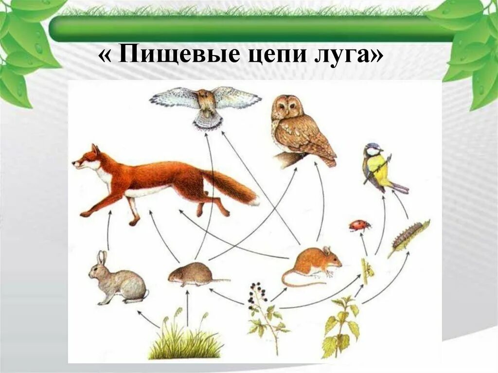 5 цепей питания луга. Пищевая цепь Луга. Пищевая цепочка луг. Луговая цепочка питания. Пищевая цепь луг.