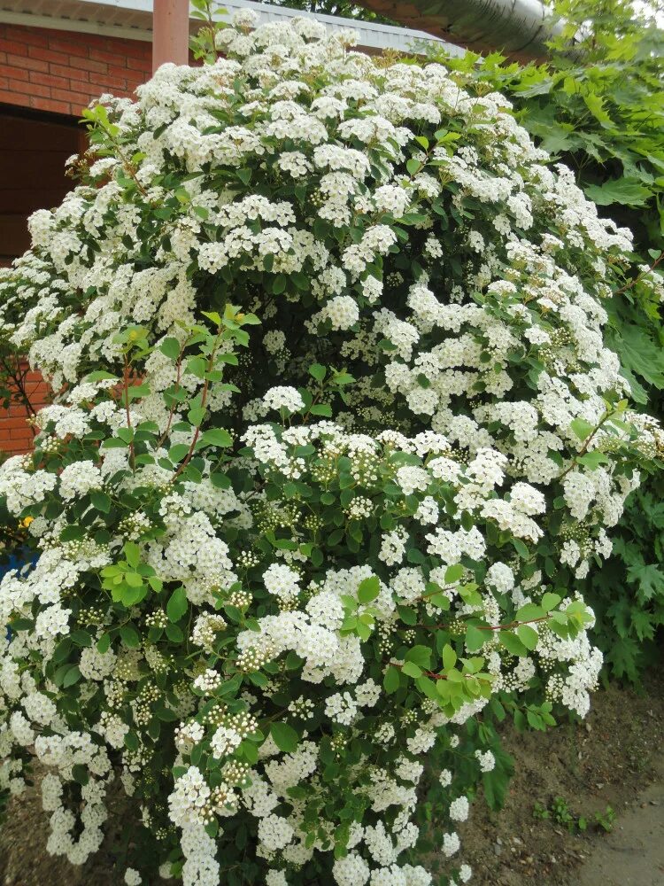 Спирея вангутта. Спирея вангутта белая. спирея вангутта (spiraea vanhouttei). спирея ван-гутта (spiraea vanhouttei).