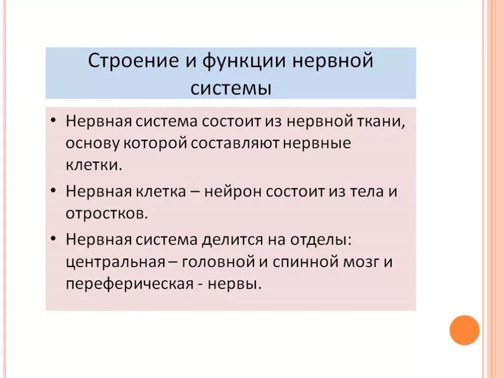 Значение строение и функции нервной системы