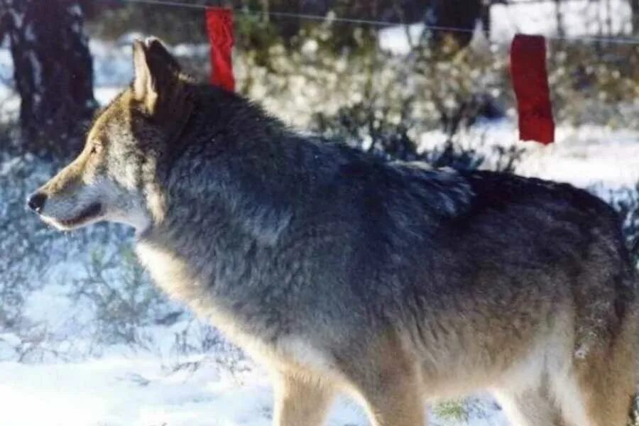 Анималист вадим горбатов. Почему волки боятся красных. Почему волки боятся красных. Охота на волков с флажками. Облавная охота на волков с флажками.