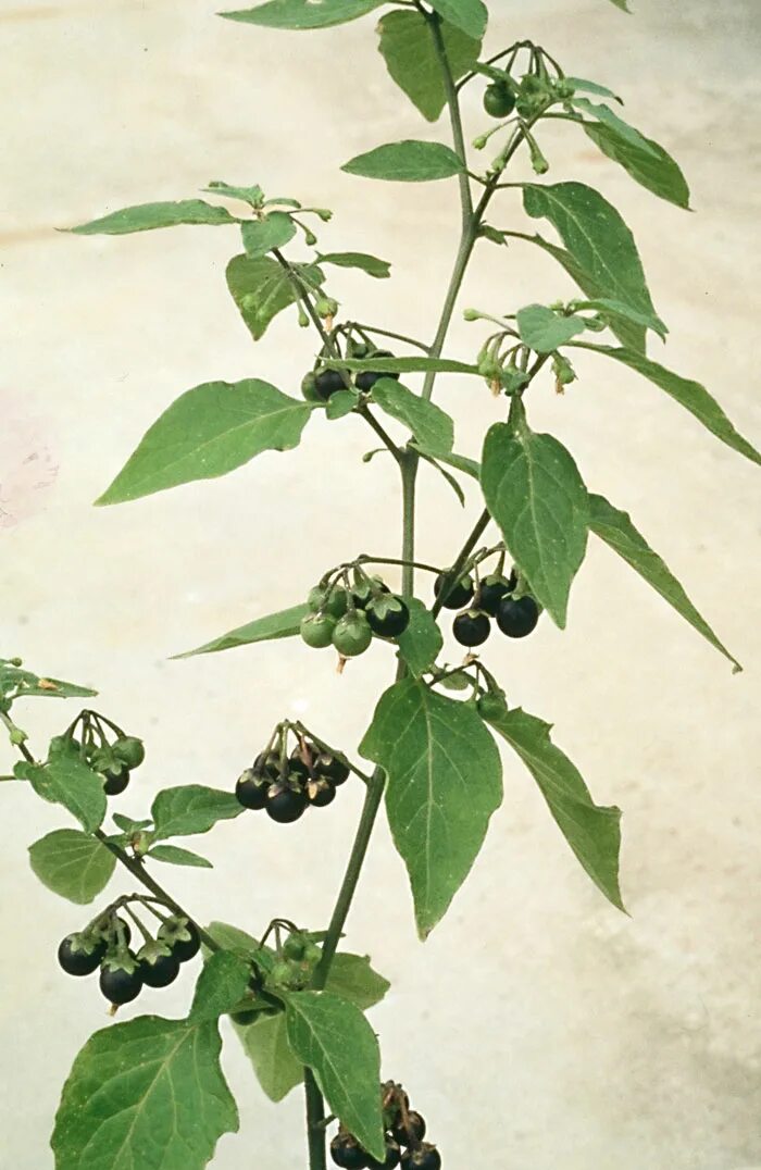 Паслен черный род. Паслен. Паслён Паслёновые. Паслён чёрный. Паслён чёрный (Solanum nigrum l.).