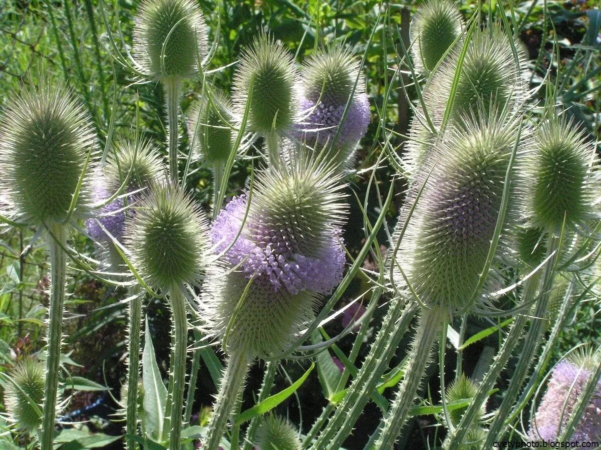 Колючки виды растений. Ворсянка посевная Dipsacus sativus. Чертополох Ворсянка. Ворсянка Полевая. Ворсянка ворсовальная шишка.