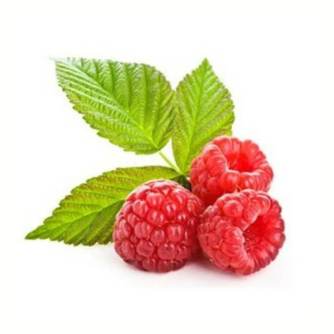 Малина картинка для детей. Листья малины и ежевики. Лист малины детям. Листья малины на белом фоне. Листик малины.