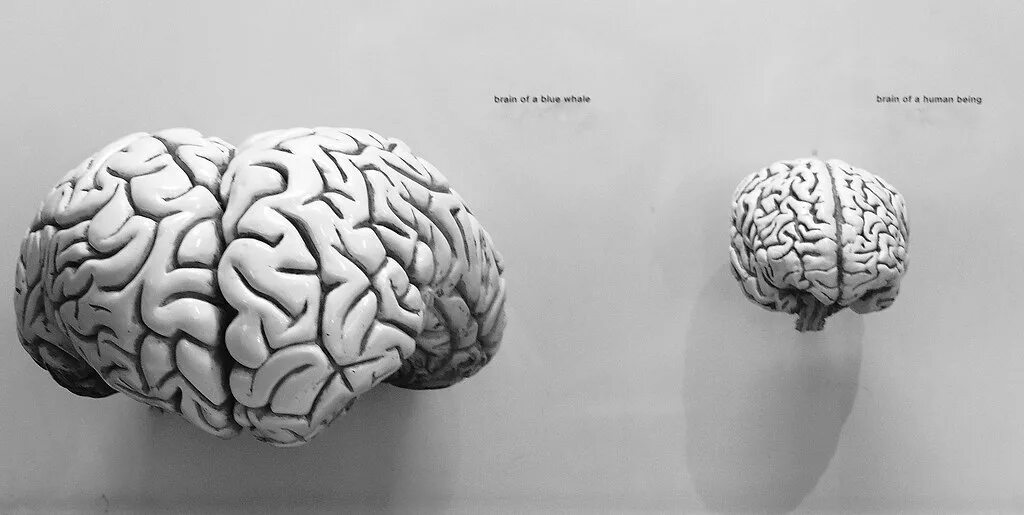 Brain vs brain. Размер мозга синего кита.