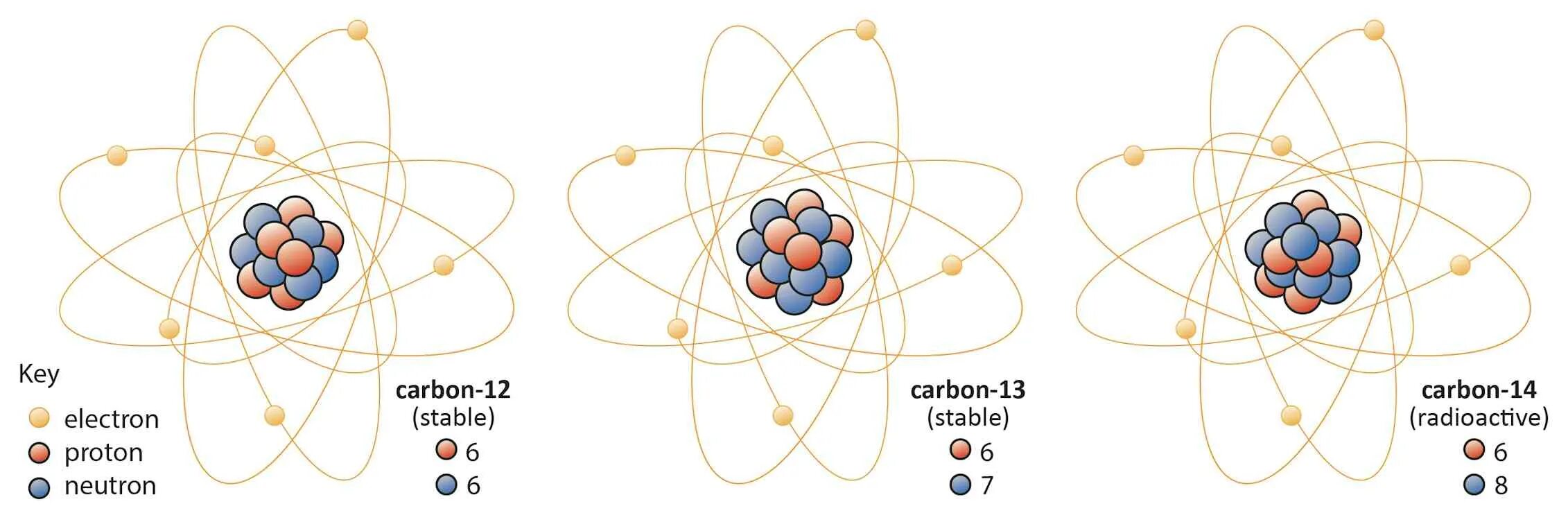 Изотопы углерода. Атом углерода. Модель атома углерода. Атомы изотопов. Изотоп s