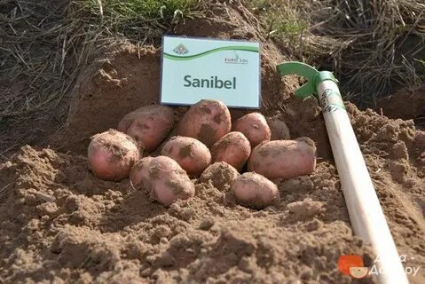 Картофель триумф описание сорта фото отзывы сроки