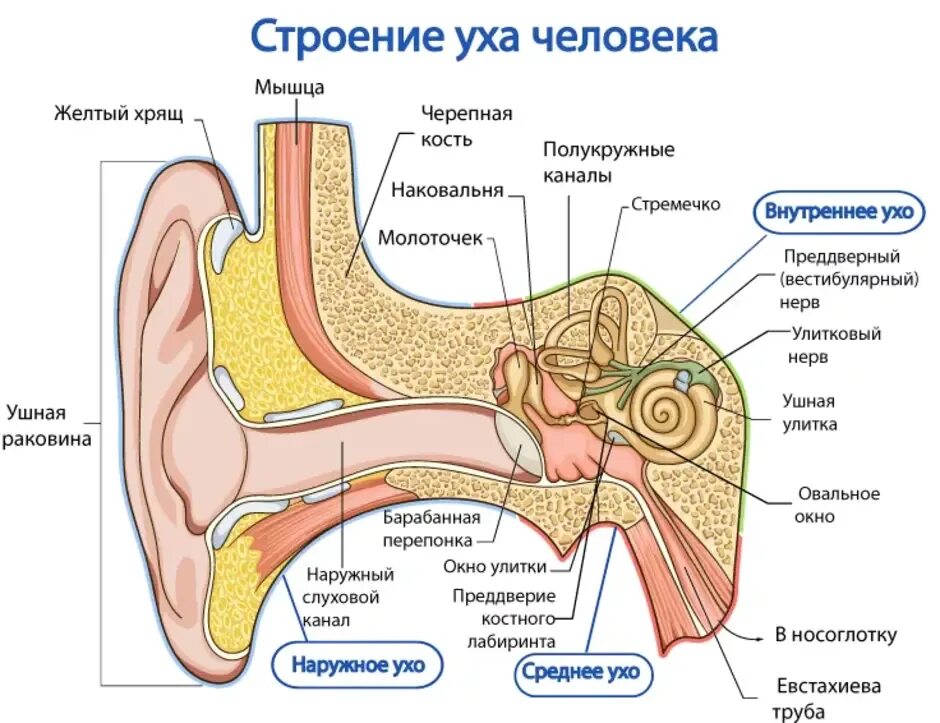 Схема строения наружного среднего и внутреннего уха. Строение уха стремечко наковальня. Строение слухового анализатора среднее ухо. Костей левое ухо. Слуховой анализатор строение уха.