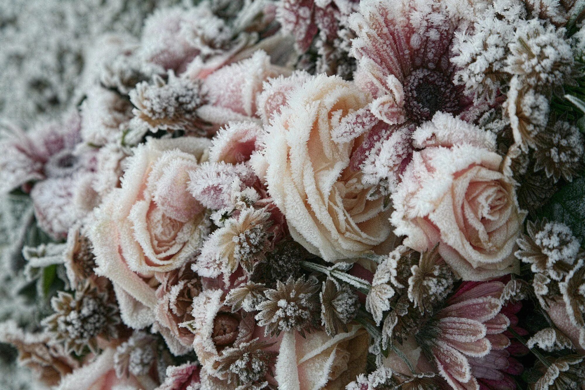 фиалка зимняя роза. морозные цветы. морозные цветы. сноу флауэр. цветы зимой.