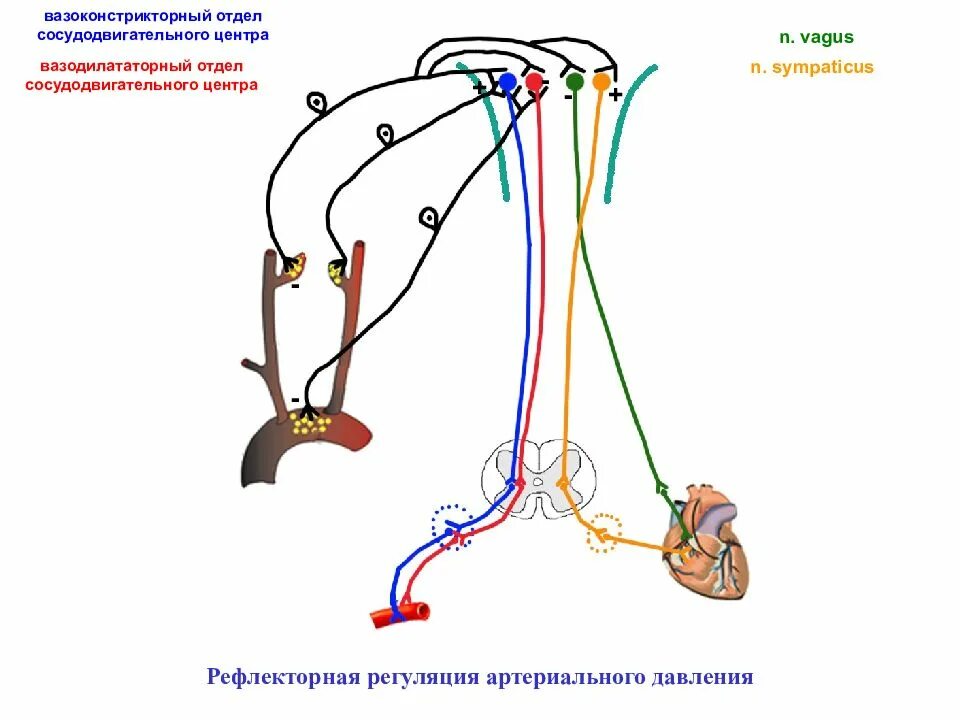 Сосудодвигательный центр в мозге. Дыхательный и сосудодвигательный центры расположены в. Отделы сосудодвигательного центра. Сосудодвигательный центр. Сосудодвигательный рефлекс.