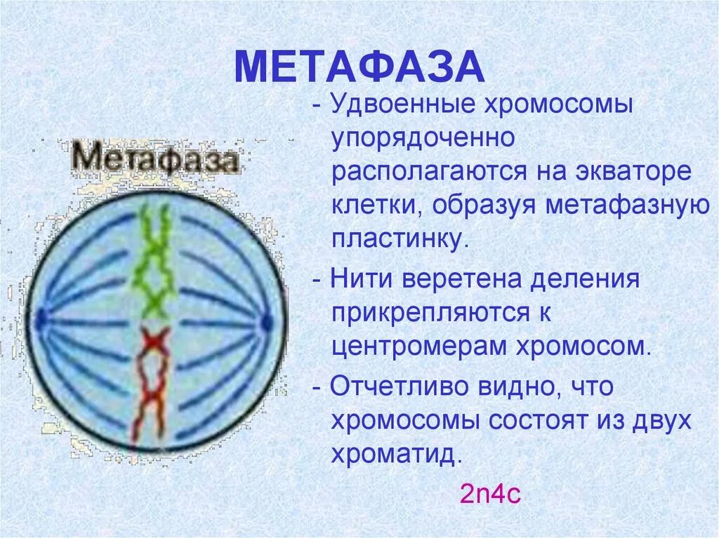 Биология 9 класс митоз метафаза. Метафаза схематическое изображение. Прометафаза и метафаза митоза Веретено деления. Метафаза митоза Веретено деления. Митоз фазы кратко